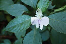 Image of Common wild impatiens