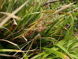 Imagem de Carex wahuensis C. A. Mey.