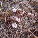 Image of Montia racemosa (Buchanan) Heenan