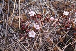 Image of Montia racemosa (Buchanan) Heenan