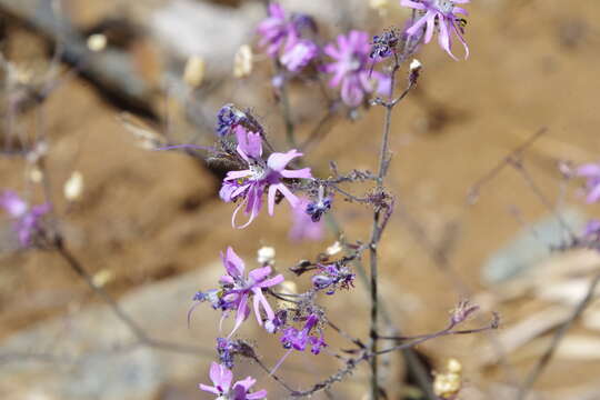 Image of Schizanthus alpestris Poepp.