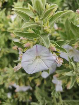 Image of Convolvulus fruticulosus Desr.