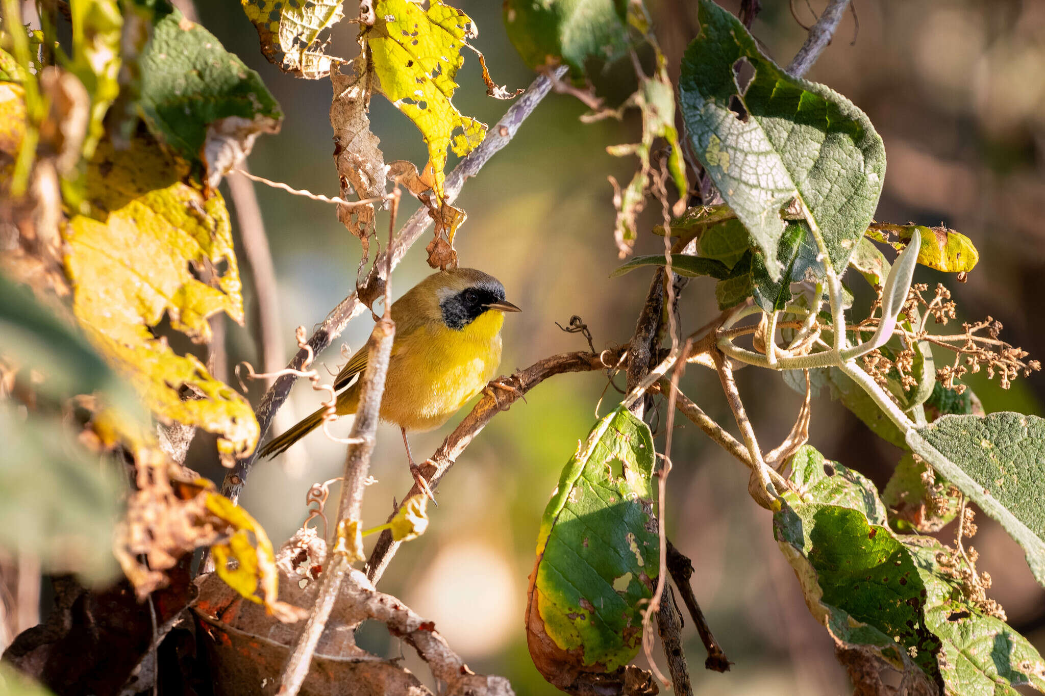 Image of Hooded Yellowthroat