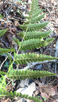 Image of Autumn fern