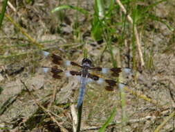 Libellula forensis Hagen 1861 resmi