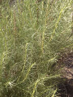 Image of coastal sagebrush