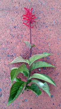 Image of Cardinal's guard flower