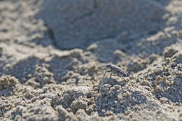 Image of Cicindela (Calomera) littoralis Fabricius 1787