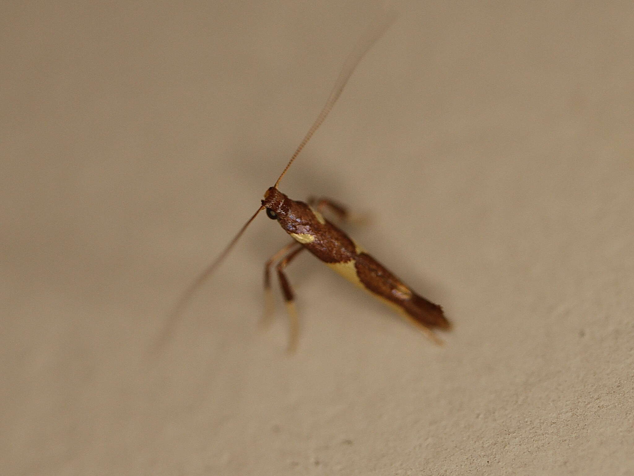 Sivun Caloptilia xanthopharella (Meyrick 1880) kuva