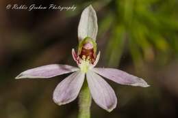 Image de Caladenia variegata Colenso