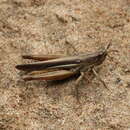 Image of Turkish Delta Grasshopper