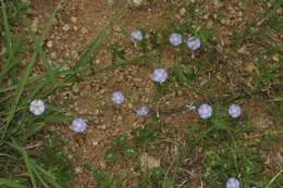 Image of wild dwarf morning-glory