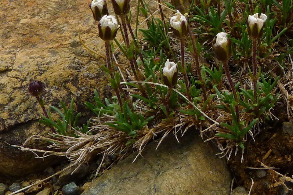 Sivun Cherleria marcescens (Fernald) A. J. Moore & Dillenb. kuva