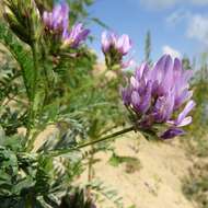 Слика од Astragalus agrestis Douglas ex Hook.