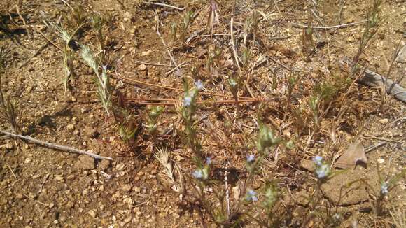 Imagem de Eriastrum brandegeae Mason