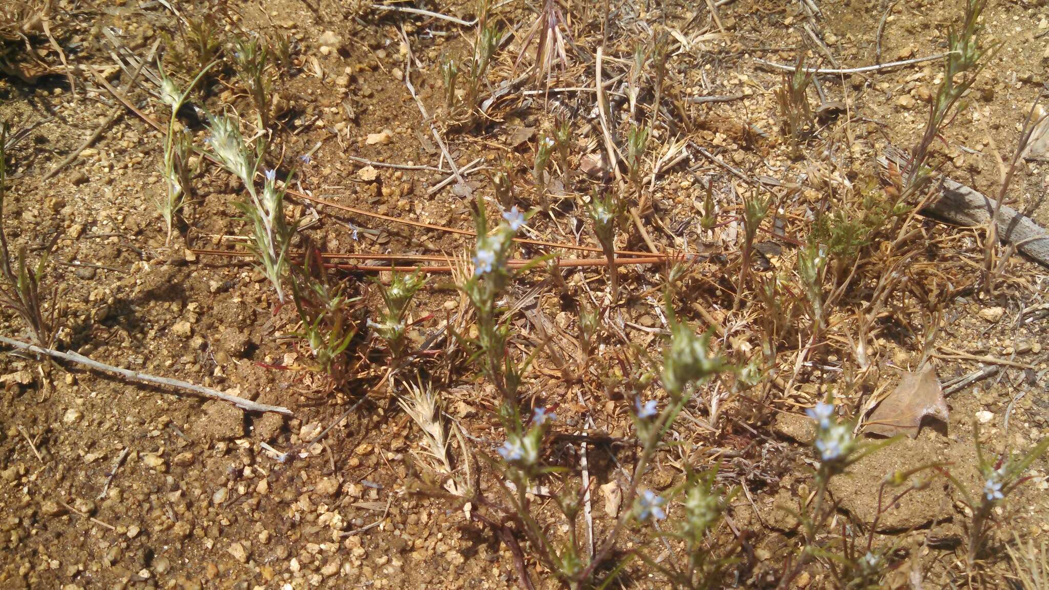 Image of Eriastrum brandegeae Mason