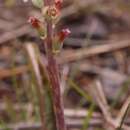 Imagem de Lachenalia judithiae G. D. Duncan