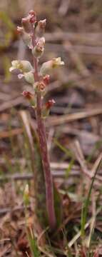 Image of Lachenalia judithiae G. D. Duncan