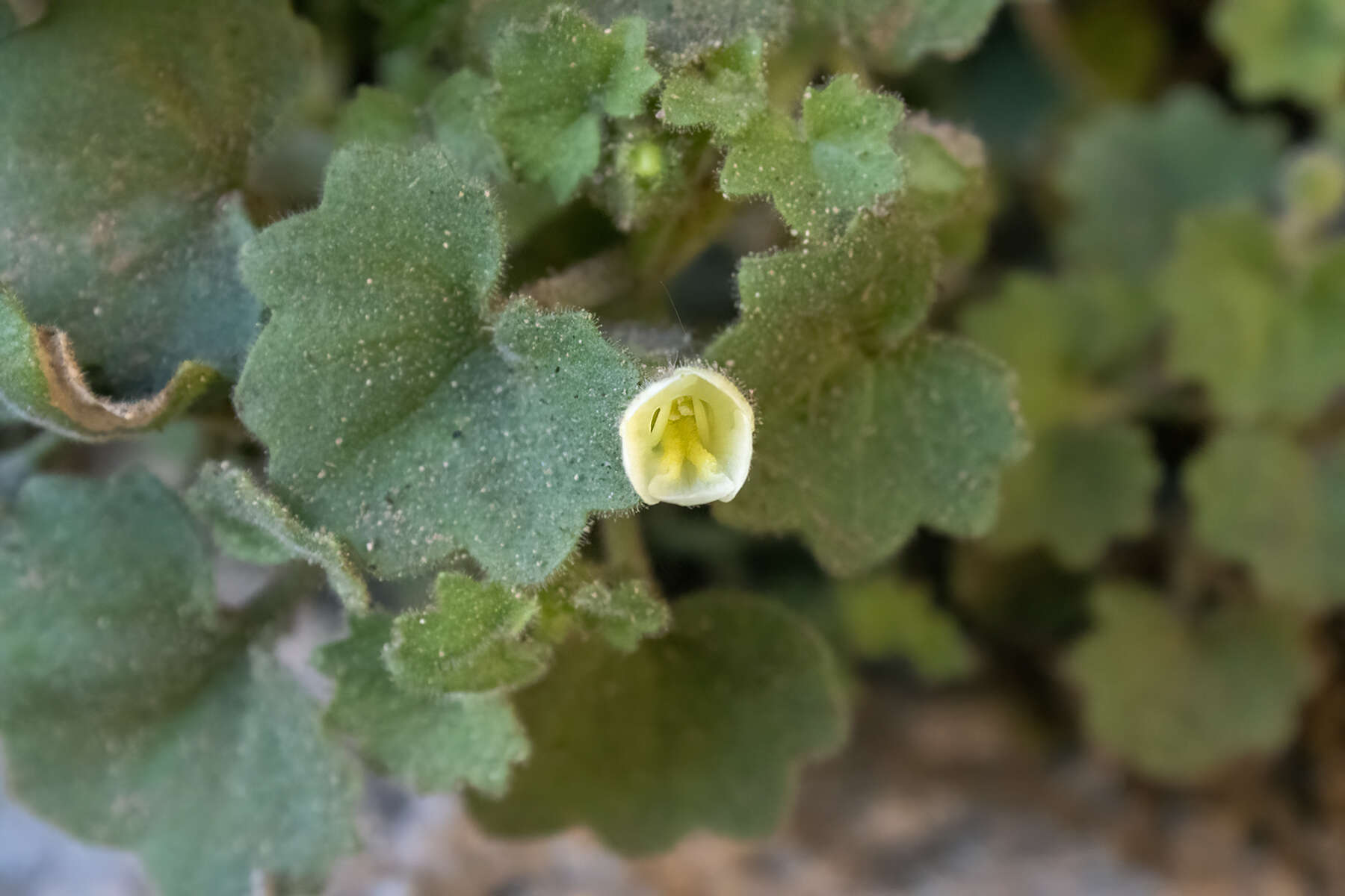 Plancia ëd Mabrya acerifolia (Pennell) W. J. Elisens