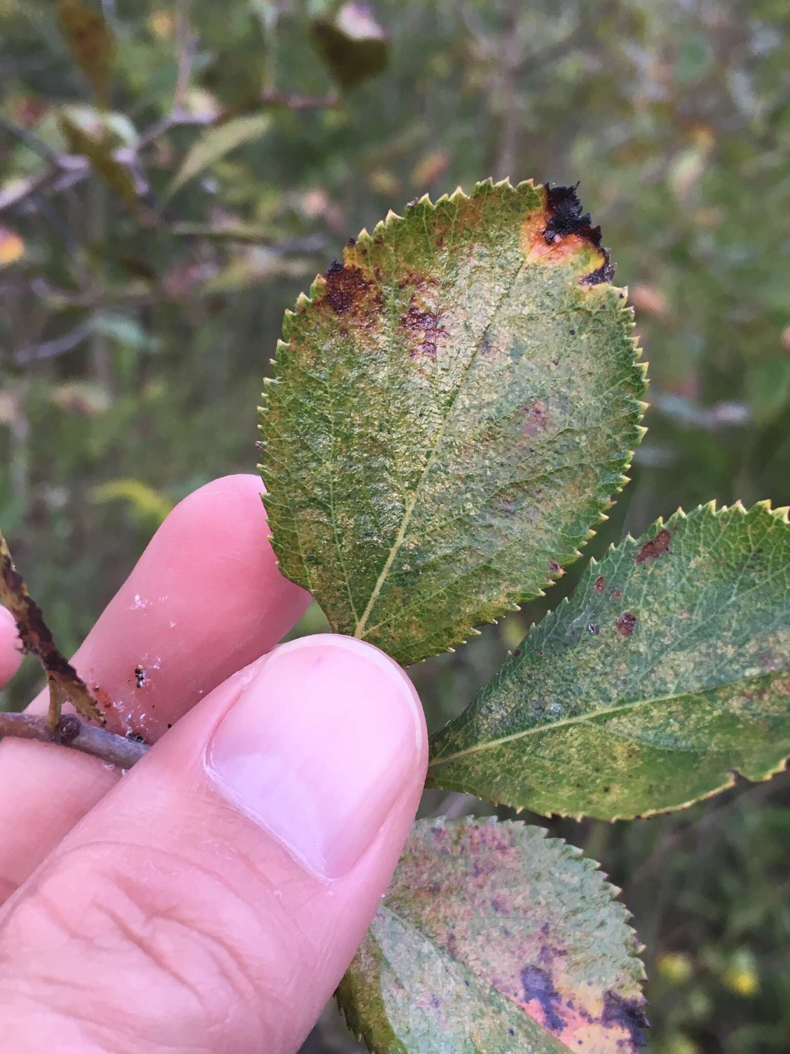 Image of Cockspur Hawthorn