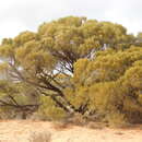 Acacia papyrocarpa Benth. resmi