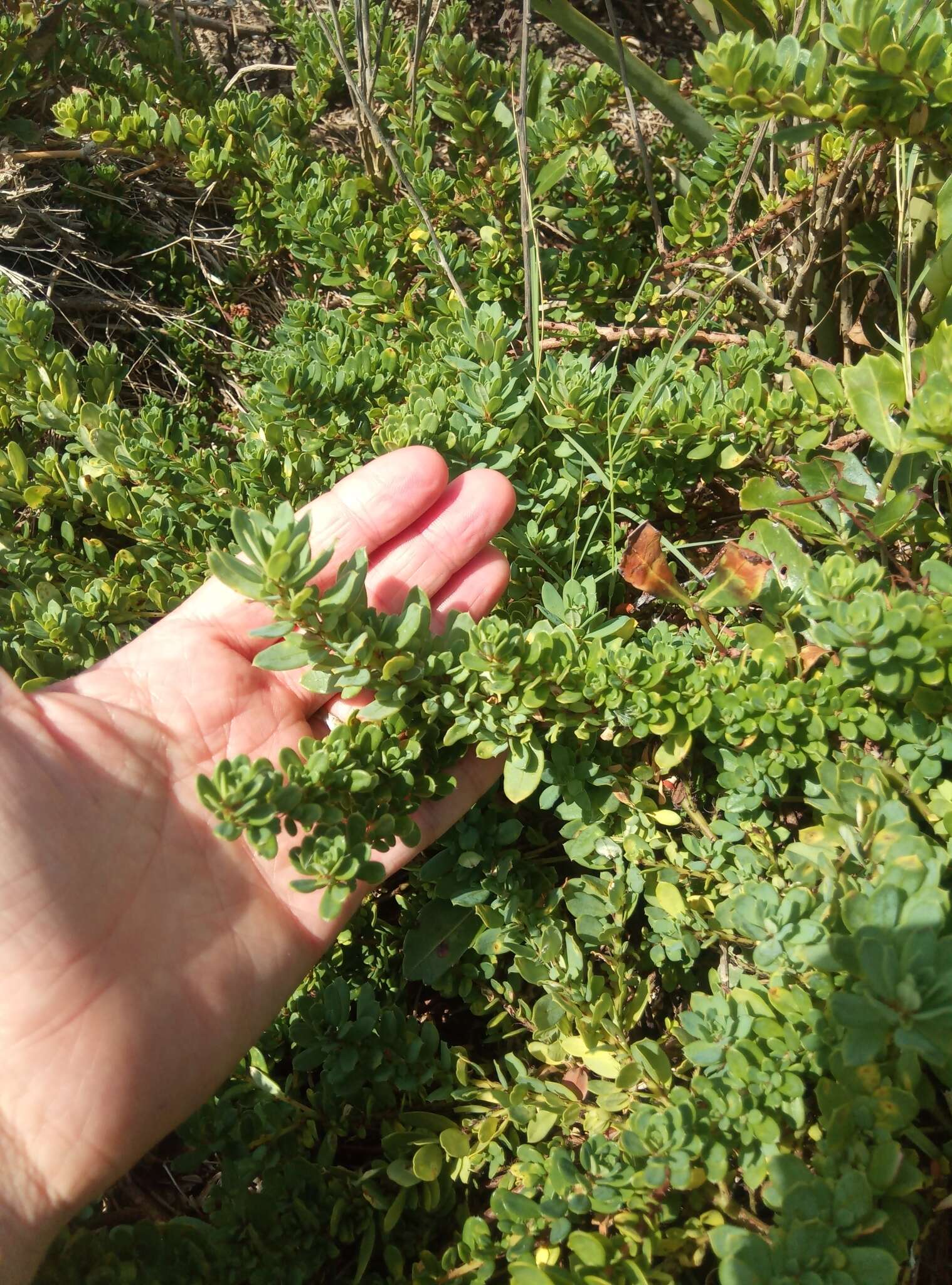 Image de Phyllanthus ramillosus Müll. Arg.