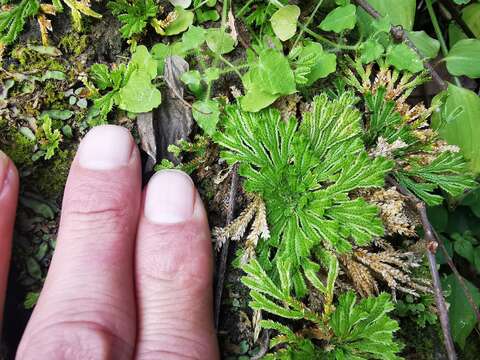 Image of resurrection plant