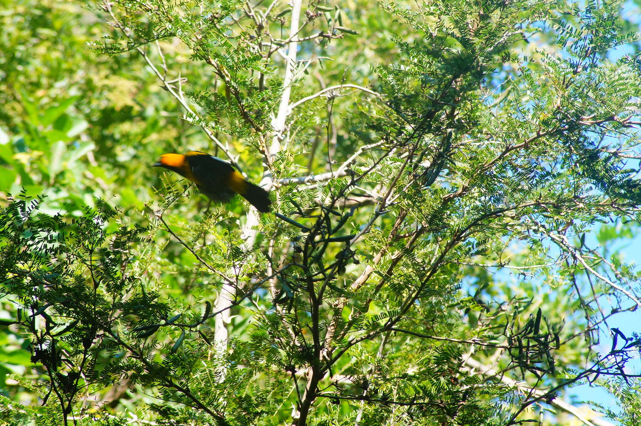 Image of Spot-breasted Oriole