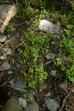 Image of Galium propinquum A. Cunn.