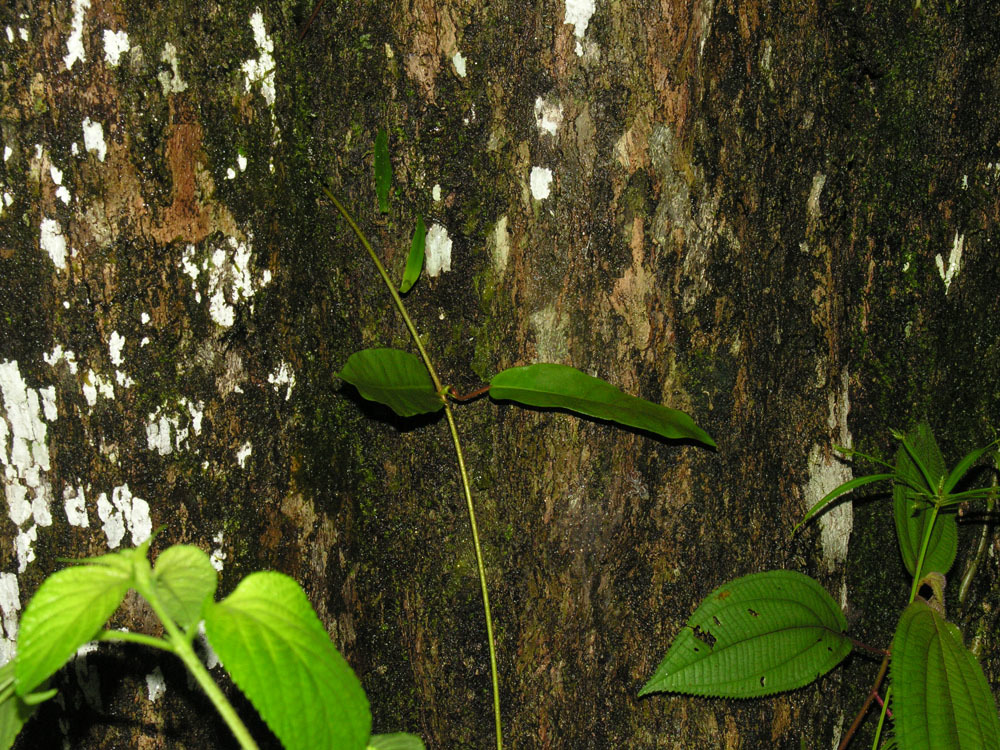 Chrysophyllum argenteum (rights holder: Reinaldo Aguilar)