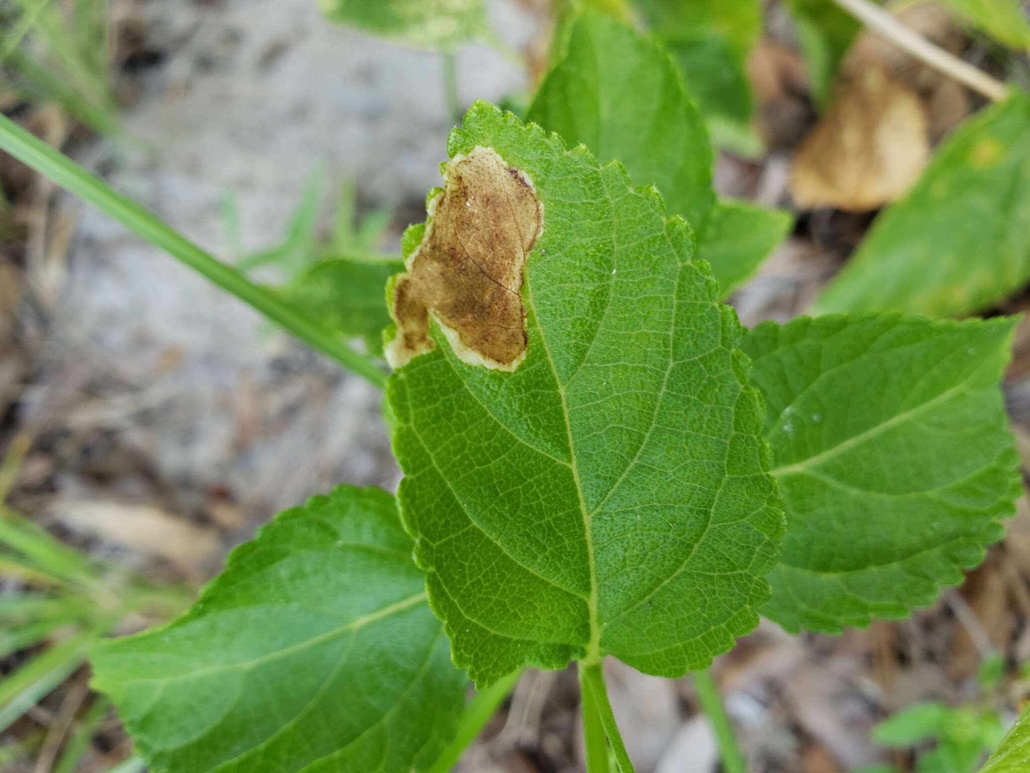 Sivun Calycomyza lantanae Frick 1956 kuva