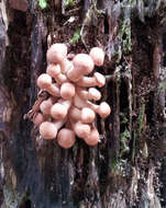 Image of Armillaria limonea (G. Stev.) Boesew. 1977