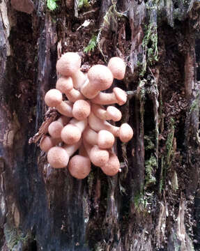 Image of Armillaria limonea (G. Stev.) Boesew. 1977