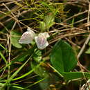 Image of Hairy buckweed