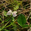 Image de Isoglossa ciliata (Nees) Engl.