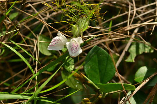 Image of Hairy buckweed