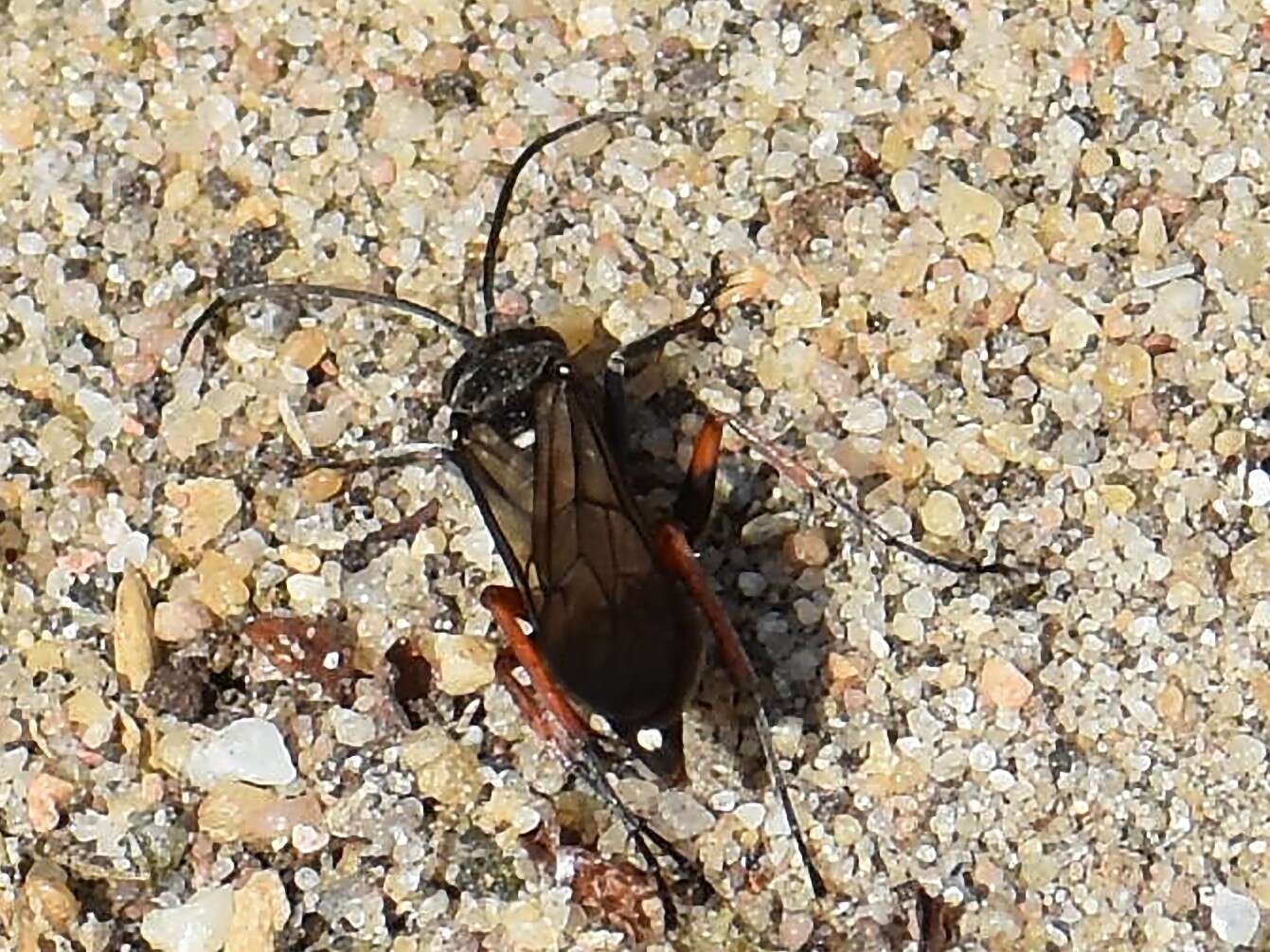 Image of Episyron rufipes (Linnaeus 1758)