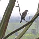 Image of Nisaetus cirrhatus ceylanensis (Gmelin & JF 1788)