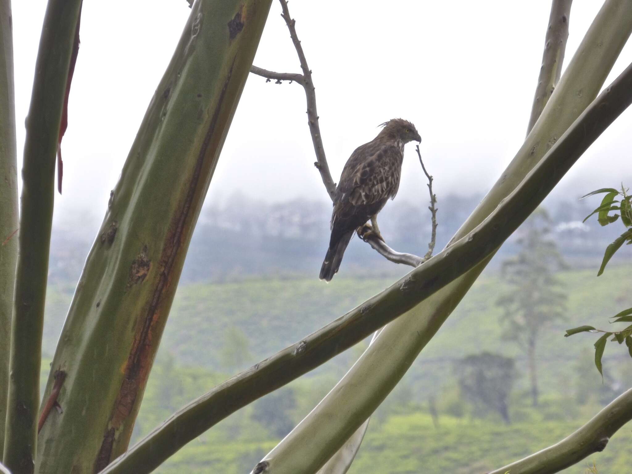 Nisaetus cirrhatus ceylanensis (Gmelin & JF 1788) resmi