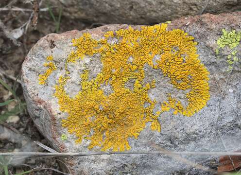 Image de Candelina submexicana (B. de Lesd.) Poelt