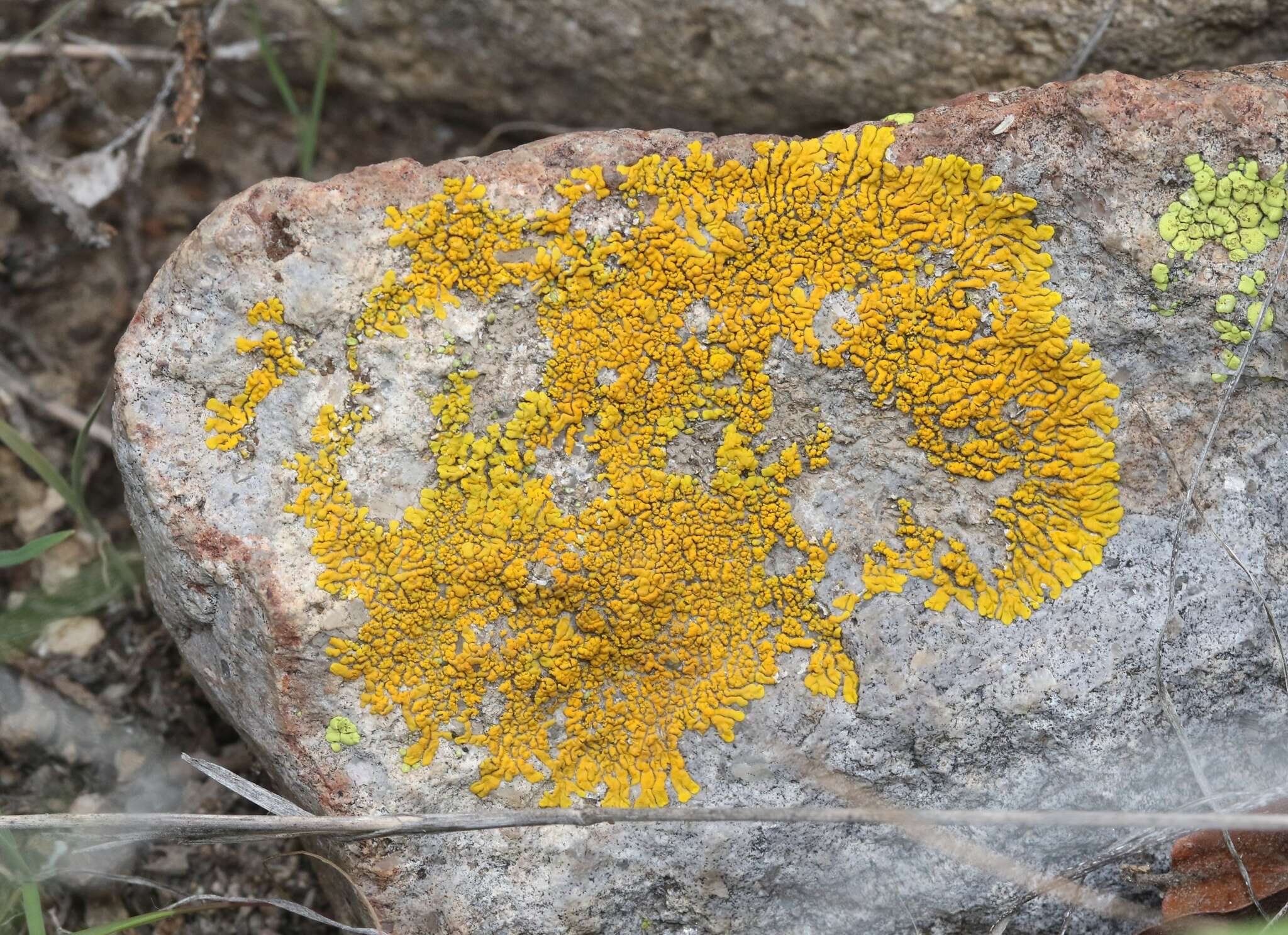 Image of candelina lichen