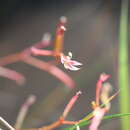 Image of Stylidium cordifolium W. V. Fitzg.