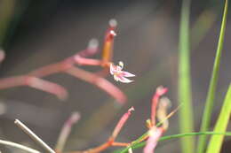 Image of Stylidium cordifolium W. V. Fitzg.