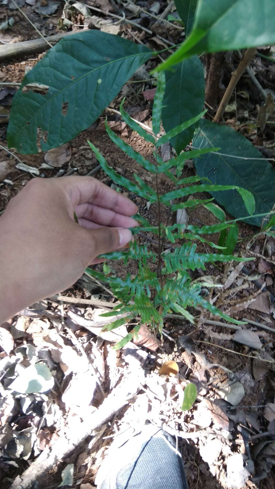 Слика од Pteris heteromorpha Fée