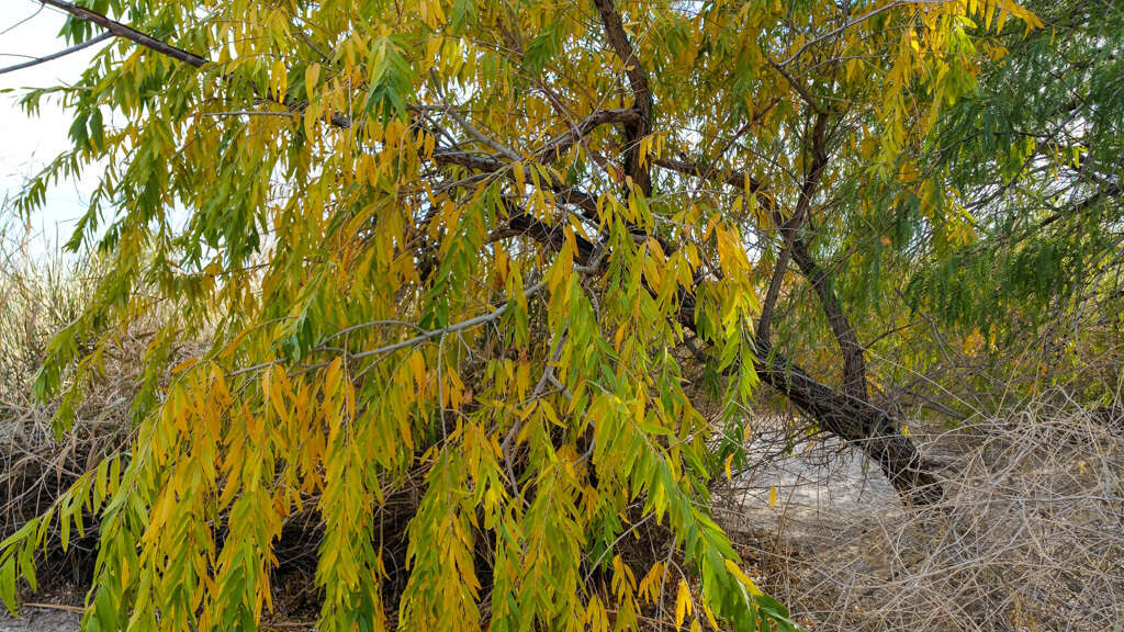 Image of Goodding's willow