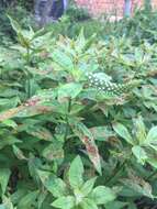 Image of gooseneck yellow loosestrife