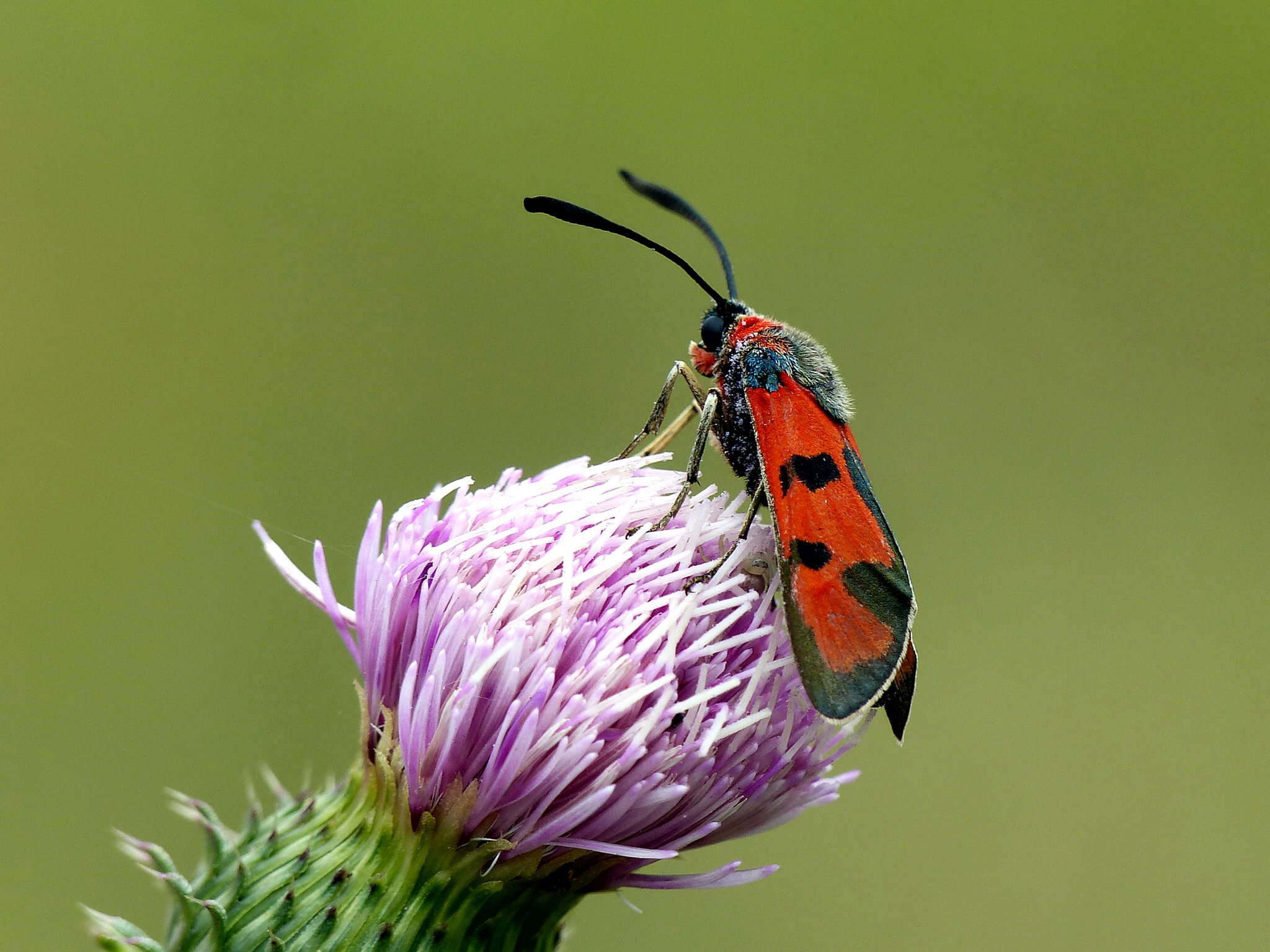 Image of Zygaena laeta Hübner 1790