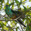 Image of Hooded Parrot