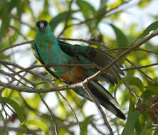 Image of Hooded Parrot