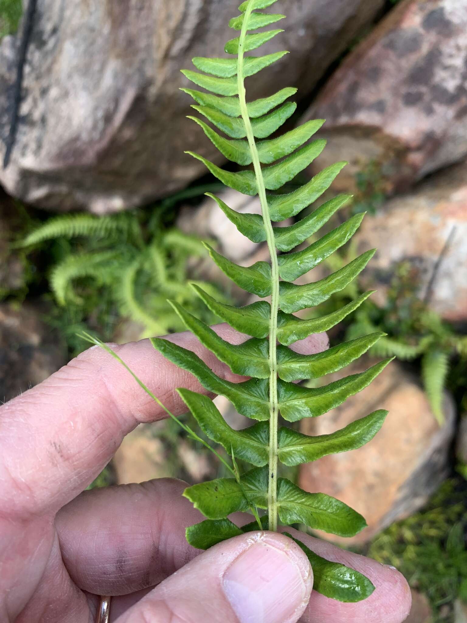 Image of Glossy Deer Fern